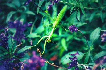 宅家-纪实-色彩-外面的世界-昆虫 图片素材