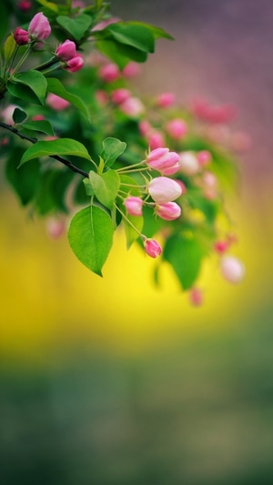 我要上封面-风光-风景-景观-花卉 图片素材