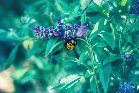 宅家-公园-昆虫-马蜂-抓拍 图片素材