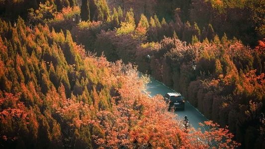 春天-树林-山路-自然-风景 图片素材