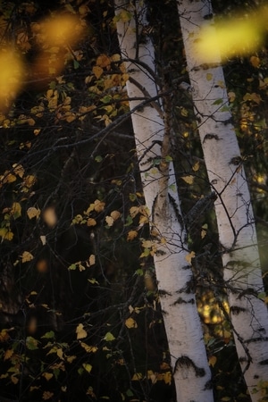 白桦-秋色-欧洲火蝾螈-白桦-树 图片素材