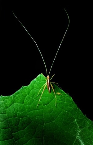 手机微距-昆虫-昆虫-节肢动物-绿叶 图片素材