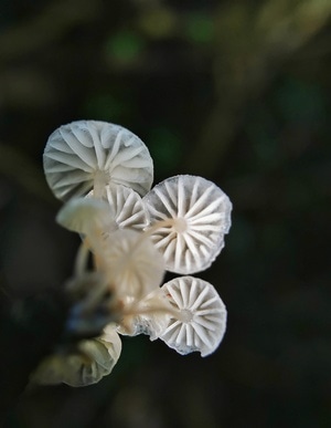 手机摄影-静物-植物-菌-菌类 图片素材