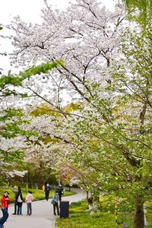 风景-随拍-静怡-无题-花 图片素材