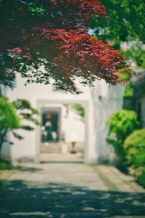 人与自然-随拍-光阴的故事-树-树叶 图片素材