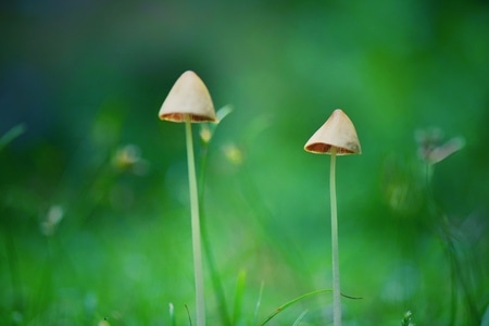 随拍-蘑菇-真菌-植物-菌类 图片素材