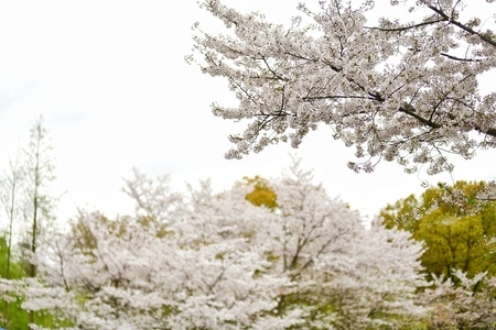 风景-随拍-静怡-无题-花 图片素材