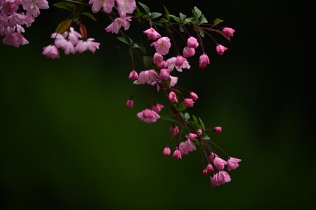 无题-花-花-花朵-花卉 图片素材