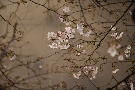 风景-光阴的故事-静怡-花-花朵 图片素材