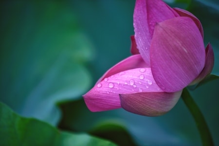 无题-花-花-花朵-花卉 图片素材