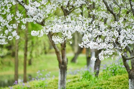 风景-随拍-静怡-无题-花 图片素材