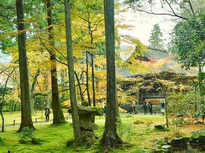 景色-无题-风景-草地-树 图片素材