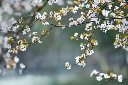 无题-风景-影像-花-鲜花 图片素材