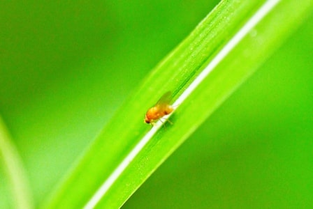 微距-无题-昆虫-动物-绿叶 图片素材