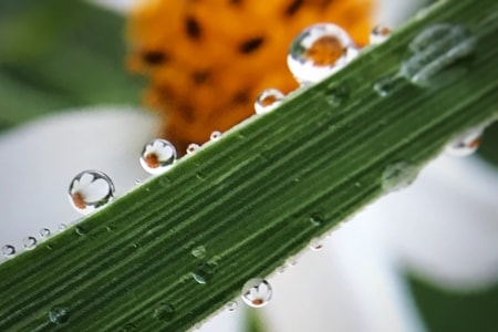 微距-水珠-水珠-水珠花-花 图片素材