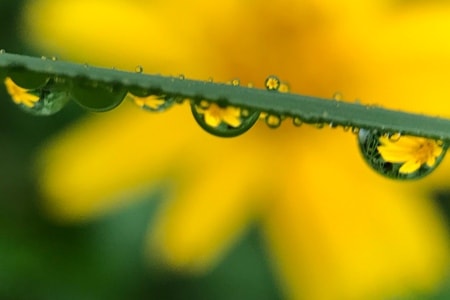 水珠-微距-水珠-水珠花-花 图片素材