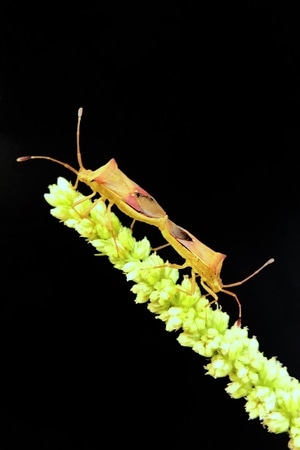 创意-纪实-自然界-微距-昆虫世界 图片素材