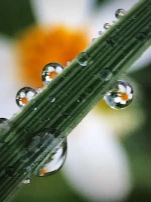 微距-水珠-水珠-水珠花-花 图片素材