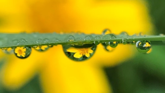 水珠-微距-水珠-水珠花-花 图片素材