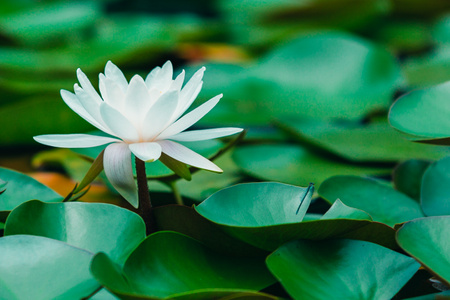 水面-绿色-睡莲-植物-花卉 图片素材