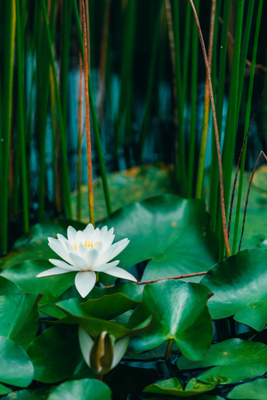 水面-绿色-睡莲-植物-花卉 图片素材