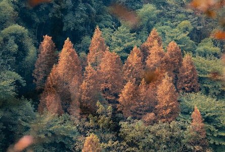 冬日暖阳-植物-秋天-风光-彩林 图片素材