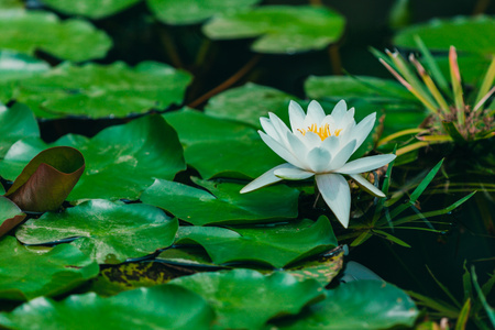 水面-绿色-睡莲-植物-花卉 图片素材