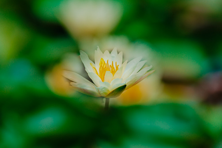 绿色-睡莲-植物-花卉-合成 图片素材