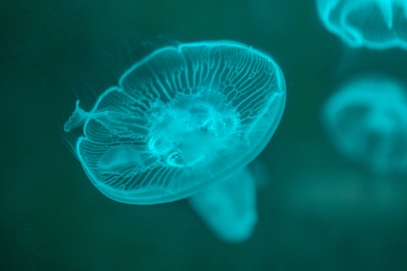 水母-海洋公园-水母-动物-海洋生物 图片素材