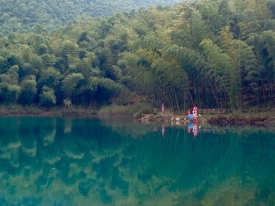 你好2020-自然风光-旅游-自驾-竹海 图片素材