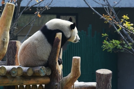旅游-动物-动物-国宝-大熊猫 图片素材