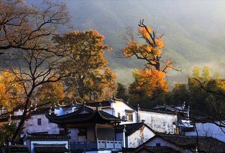 风光-房屋-树-树木-树林 图片素材