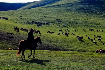风光-风景-牧民-马-马匹 图片素材