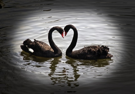 动物-爱心-动物-鹅-黑天鹅 图片素材