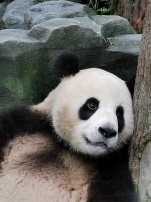 旅行-动物-熊猫-手摄-眼睛 图片素材