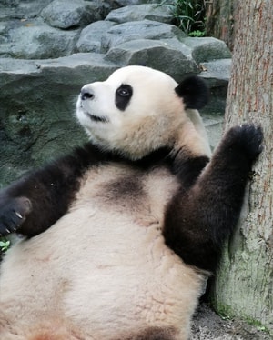 旅行-动物-熊猫-手摄-眼睛 图片素材