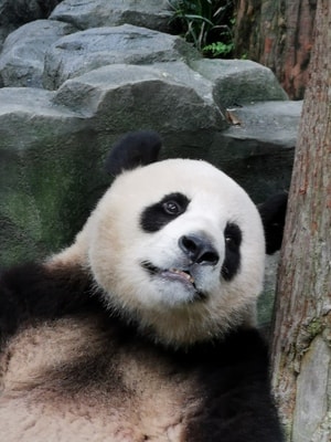 旅行-动物-熊猫-手摄-眼睛 图片素材