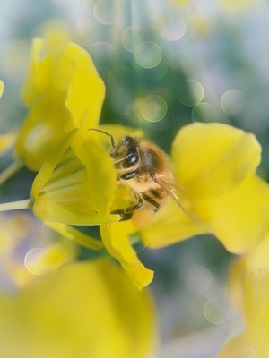 昆虫记-微观世界-手机拍天下-蜜蜂-昆虫 图片素材