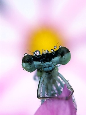 昆虫总动员-昆虫记-微观世界-手机拍天下-昆虫 图片素材