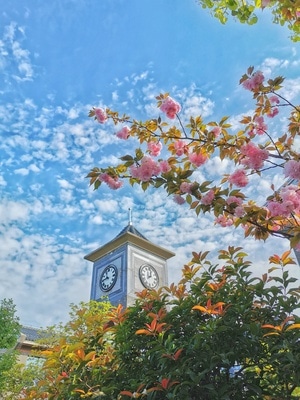 手机拍天下-城市天际线-城市-花-树 图片素材