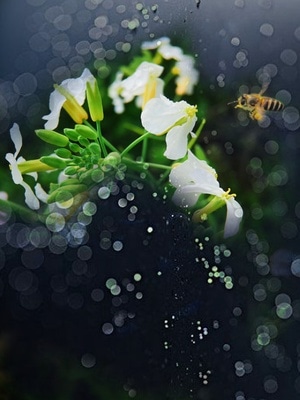 手机拍天下-微观世界-昆虫记-花-花朵 图片素材