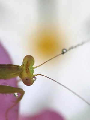 微观世界-手机拍天下-昆虫总动员-昆虫记-螳螂 图片素材