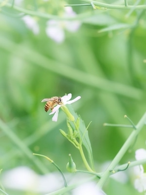 微观世界-昆虫总动员-昆虫记-蜜蜂-小蜜蜂 图片素材
