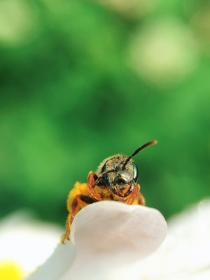 昆虫总动员-微观世界-昆虫记-手机拍天下-蜜蜂 图片素材