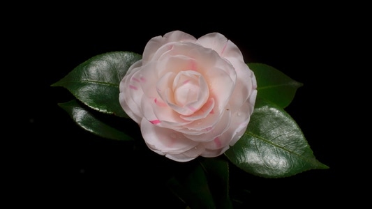 生态-茶花-茶花-花-鲜花 图片素材