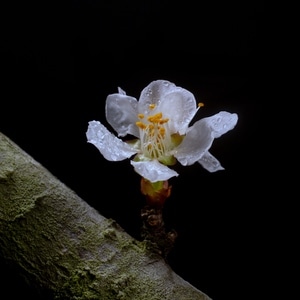 生态-李花-喜欢这角度观赏李花-花朵-花 图片素材