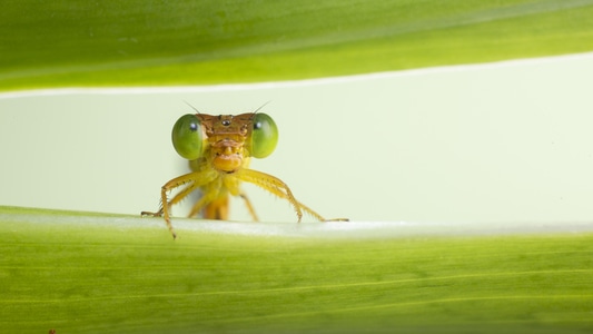 微距-昆虫-昆虫-豆娘-绿色 图片素材