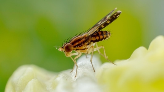 微距-昆虫-昆虫-蜜蜂-动物 图片素材