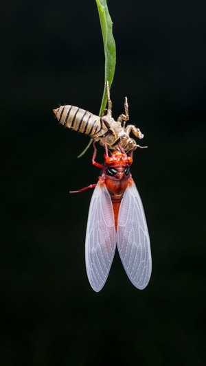微距-昆虫-黑翅红蝉-节肢动物-昆虫 图片素材