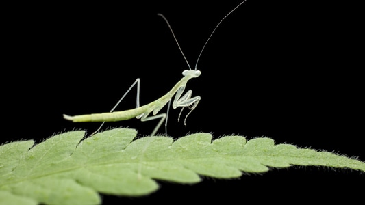 微距-昆虫-昆虫-节肢动物-螳螂 图片素材